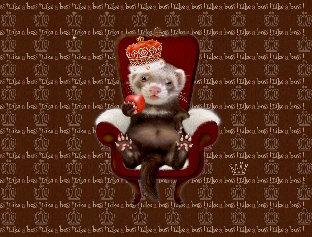 フェレット(キング&クイーン)