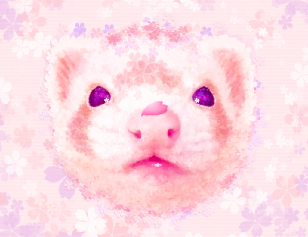 サクラフェレット