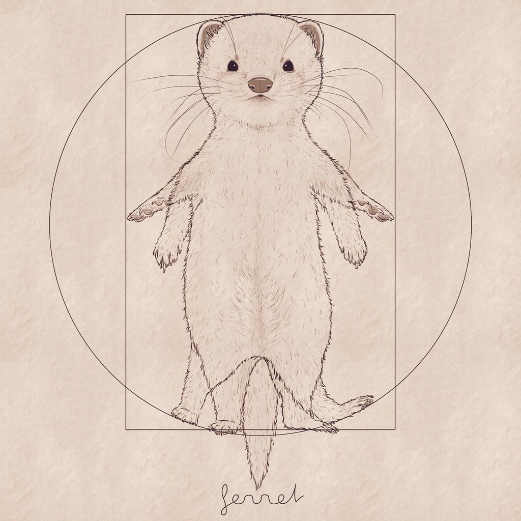 ウィトルウィウス的鼬図