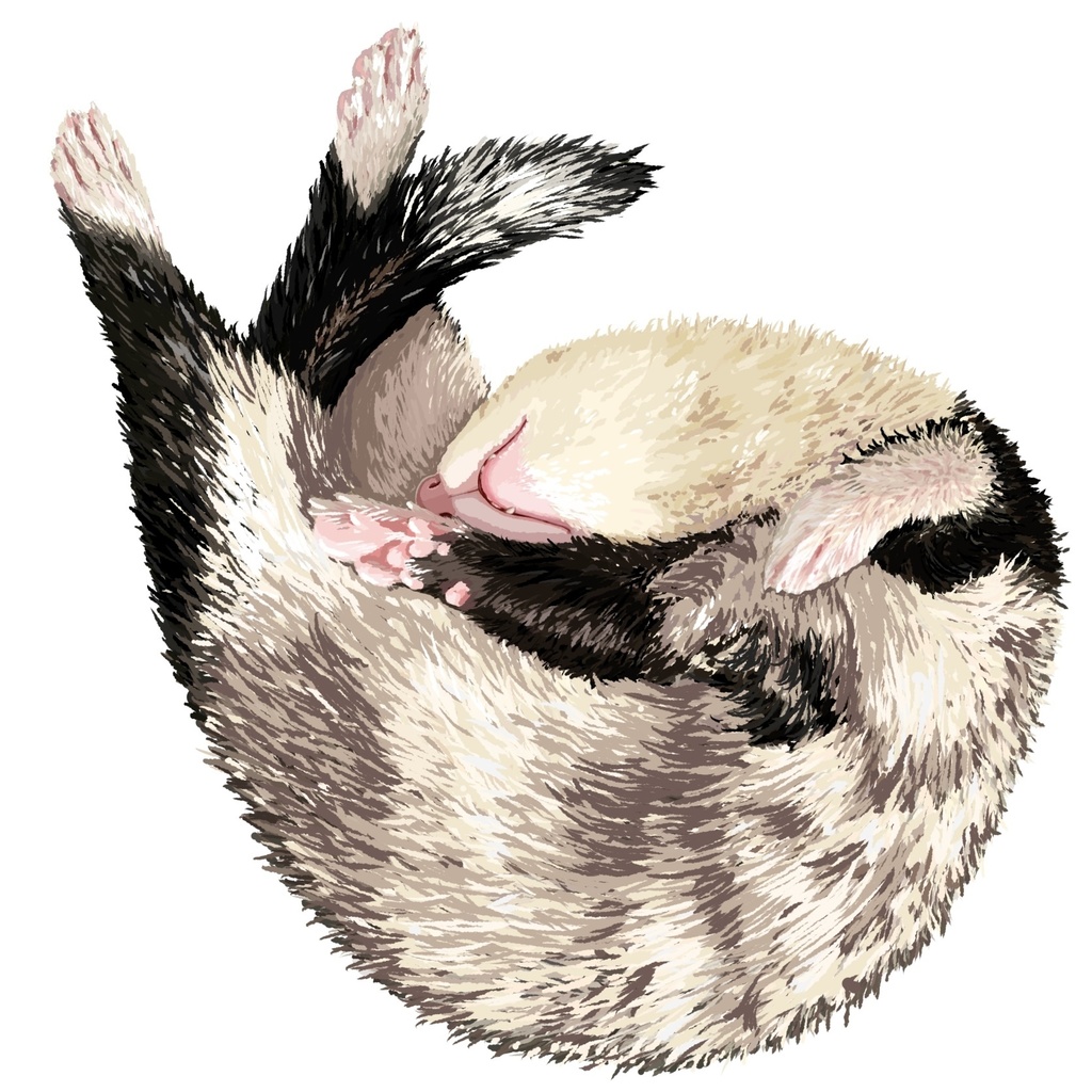 フェレット寝んね