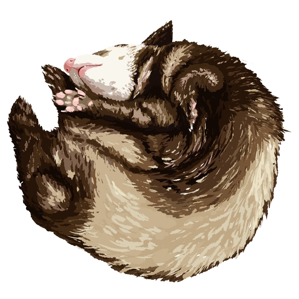 フェレット寝んね