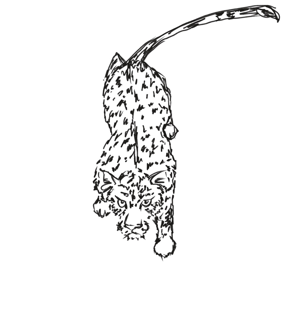 ヒョウ　線画　塗り絵　png