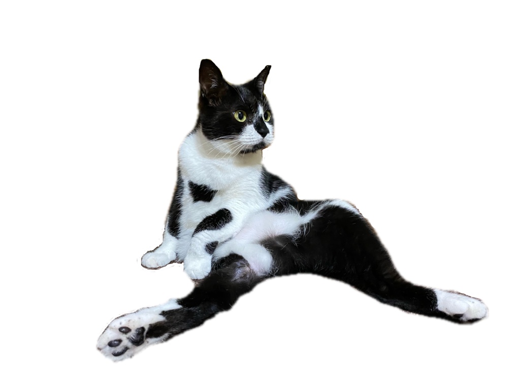 我に何用か?傲慢猫Tシャツ