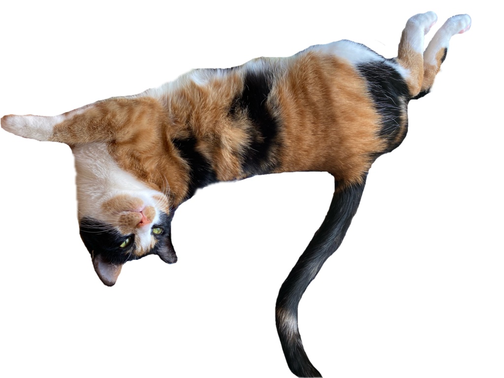 傲慢猫の御宣託トート