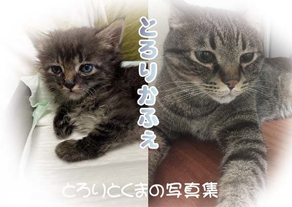 とろりかふぇ（とろりとくまの写真集）