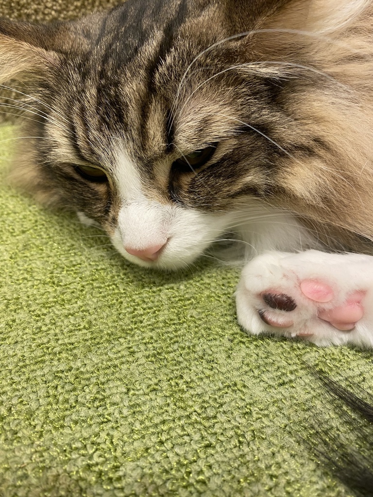 11/20 猫カフェ チェキ