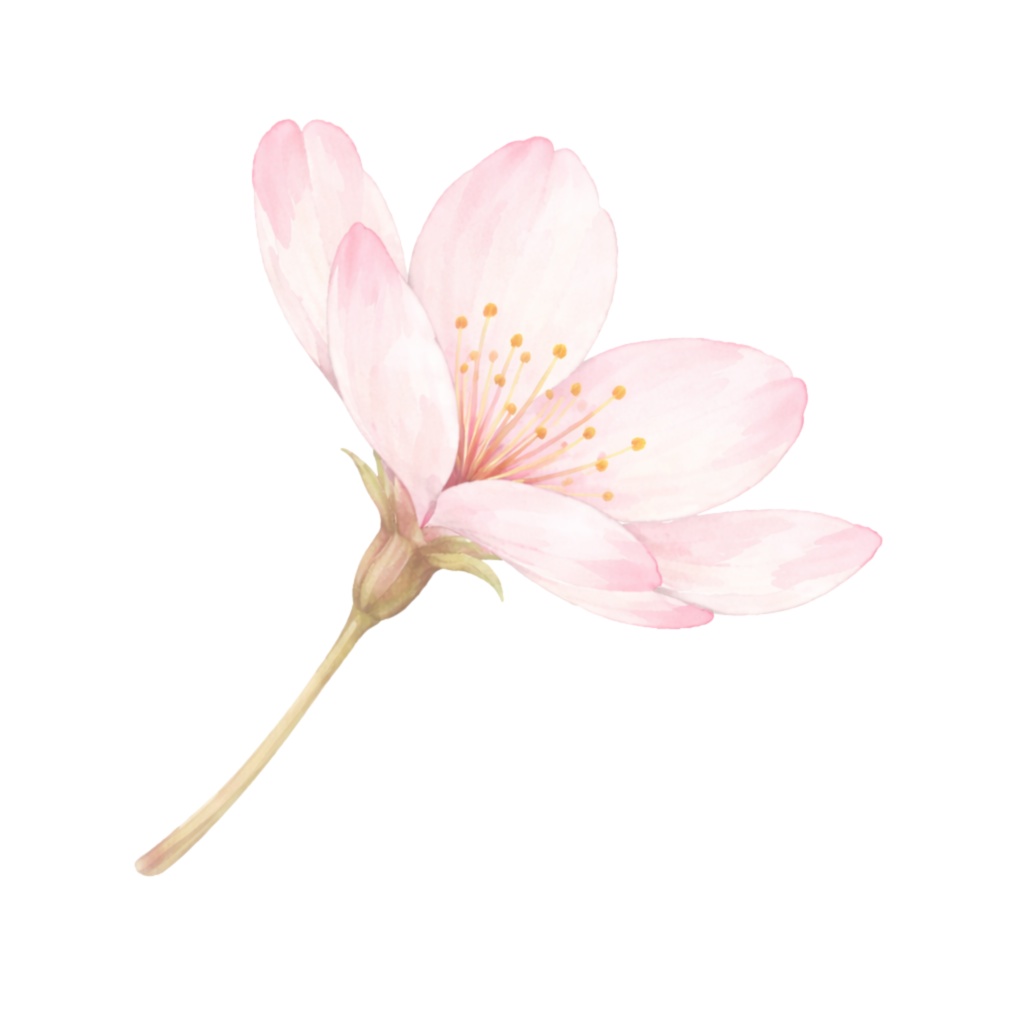 さくら水彩クリップアート素材|春の和スイーツ&桜イラスト|PNG20点|3000px|Canvaテンプレート Sakura Watercolor Clip Art Set | Cherry Blossom & Spring Sweets | 20 PNG | 3000px | Canva Template