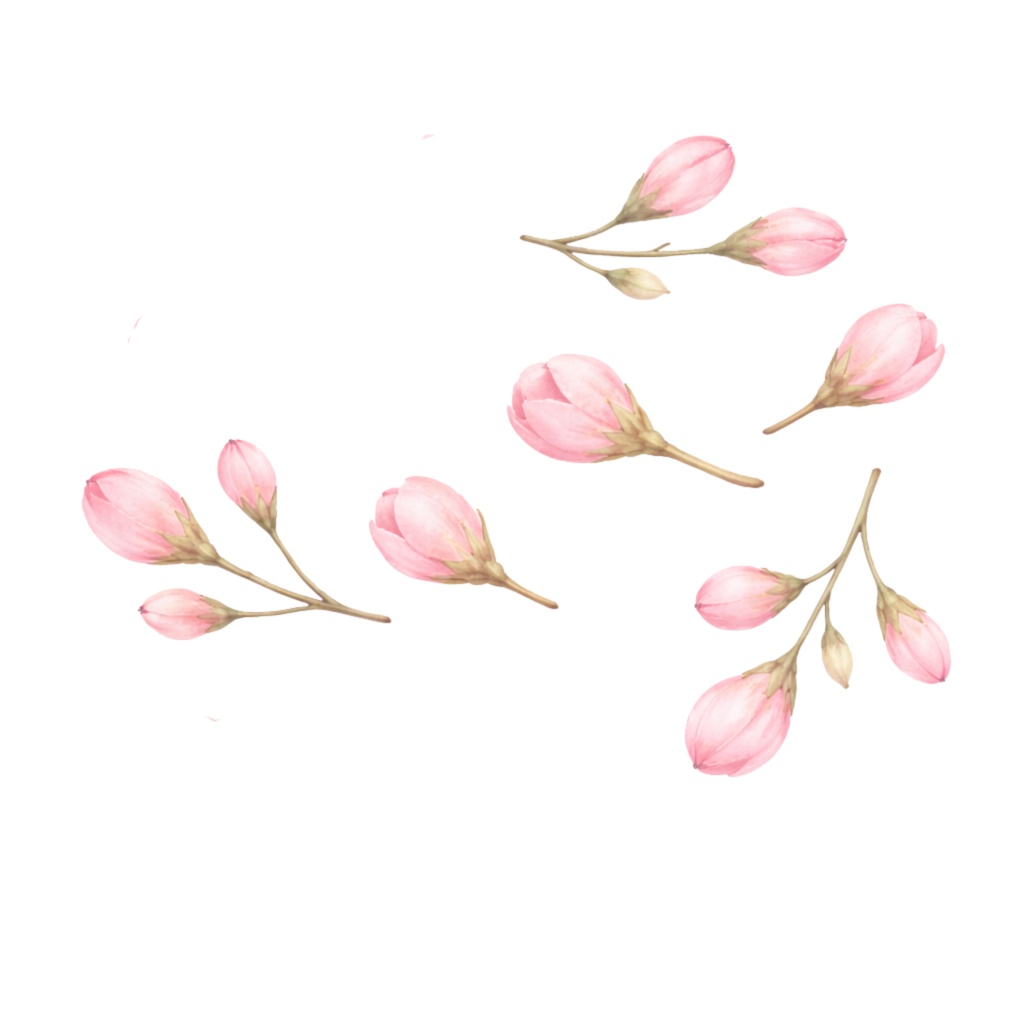 さくら水彩クリップアート素材|春の和スイーツ&桜イラスト|PNG20点|3000px|Canvaテンプレート Sakura Watercolor Clip Art Set | Cherry Blossom & Spring Sweets | 20 PNG | 3000px | Canva Template