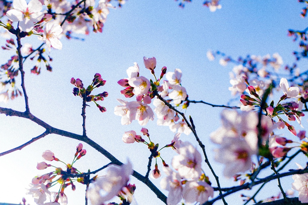 桜(ポストカード)