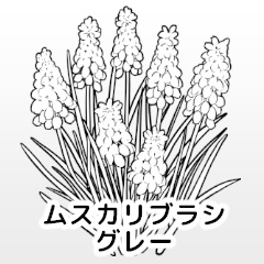 ムスカリブラシ/グレー/クリスタ