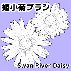 姫小菊ブラシ/クリスタ