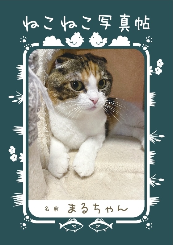 ねこねこ写真帖