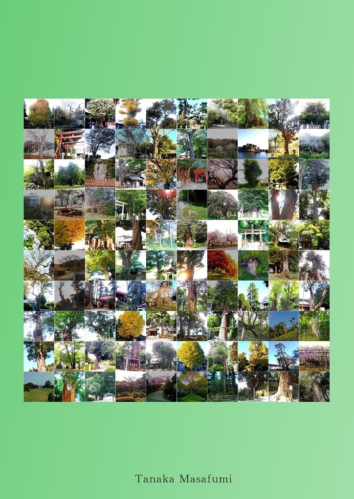 歴史と自然の散策記② 「かながわの名木100選」