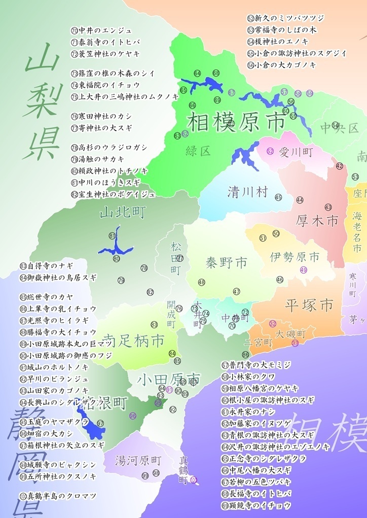 歴史と自然の散策記② 「かながわの名木100選」