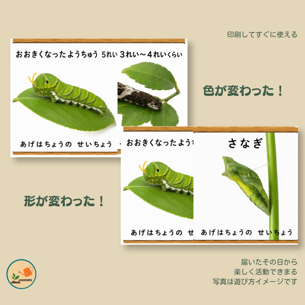 CABG008 あらいぐまの こうえんさんぽ
