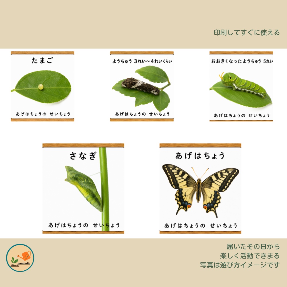 CABG008 あらいぐまの こうえんさんぽ