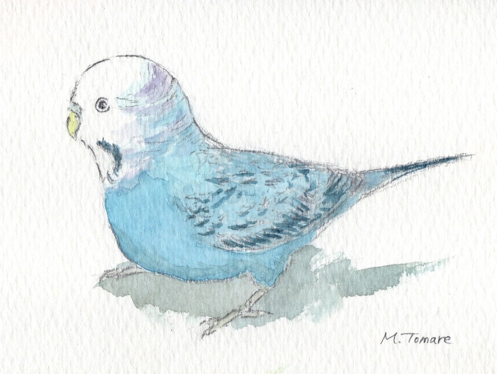 色鉛筆画 リアル可愛いセキセイインコ色鉛筆画 原画 鳥 インコ - 絵画