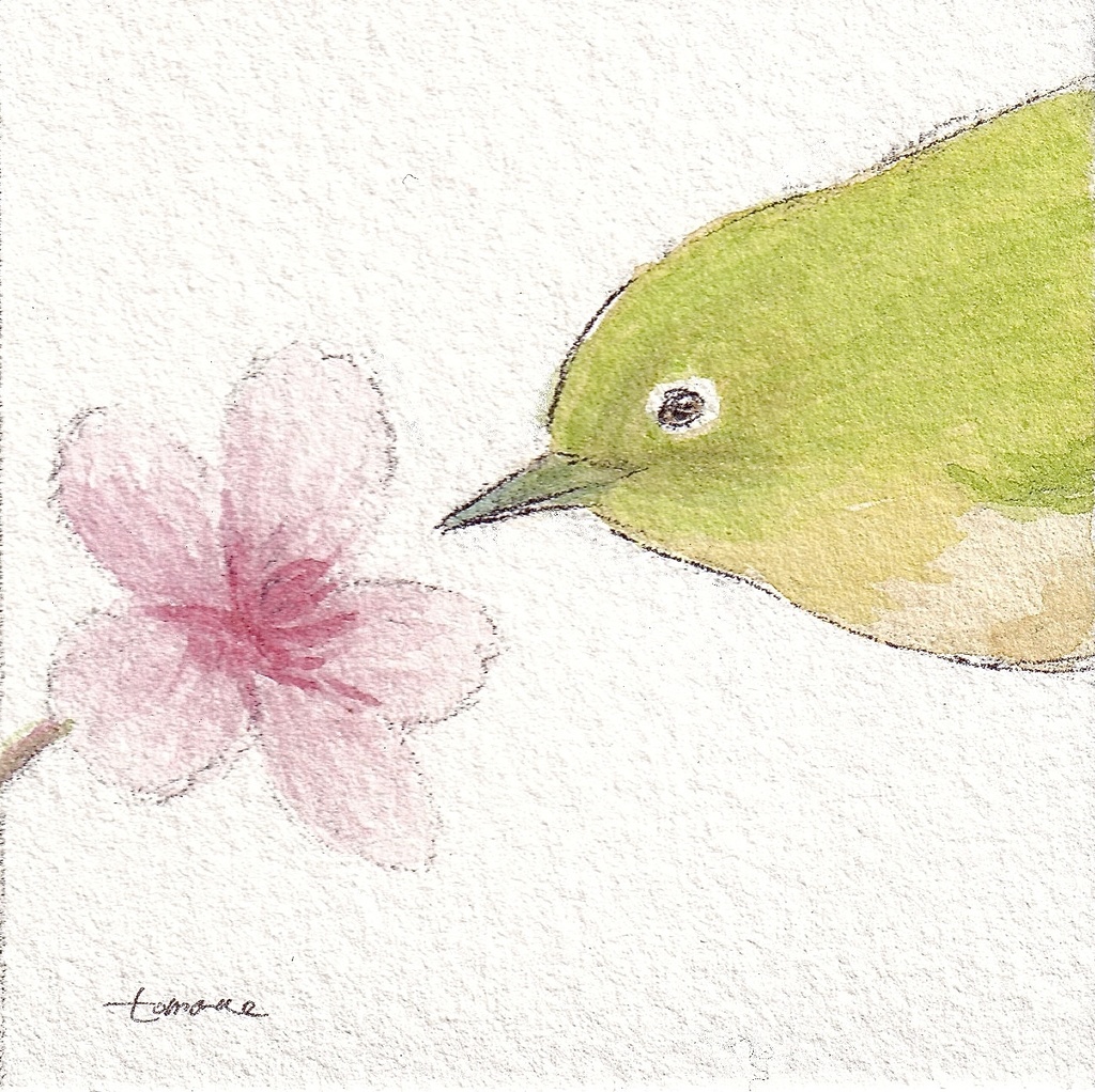 【ミニ額装原画】メジロと桜