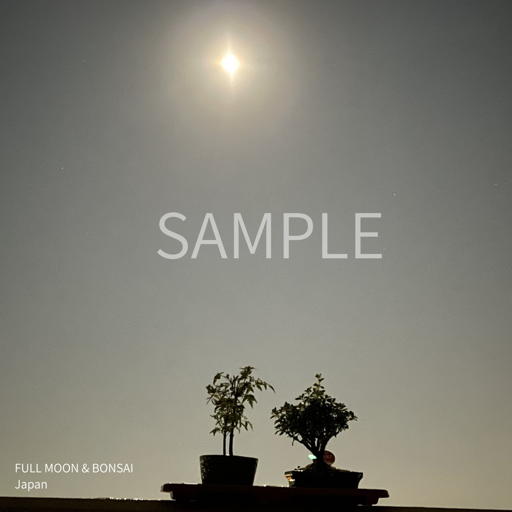 FULL MOON & BONSAI – Japan