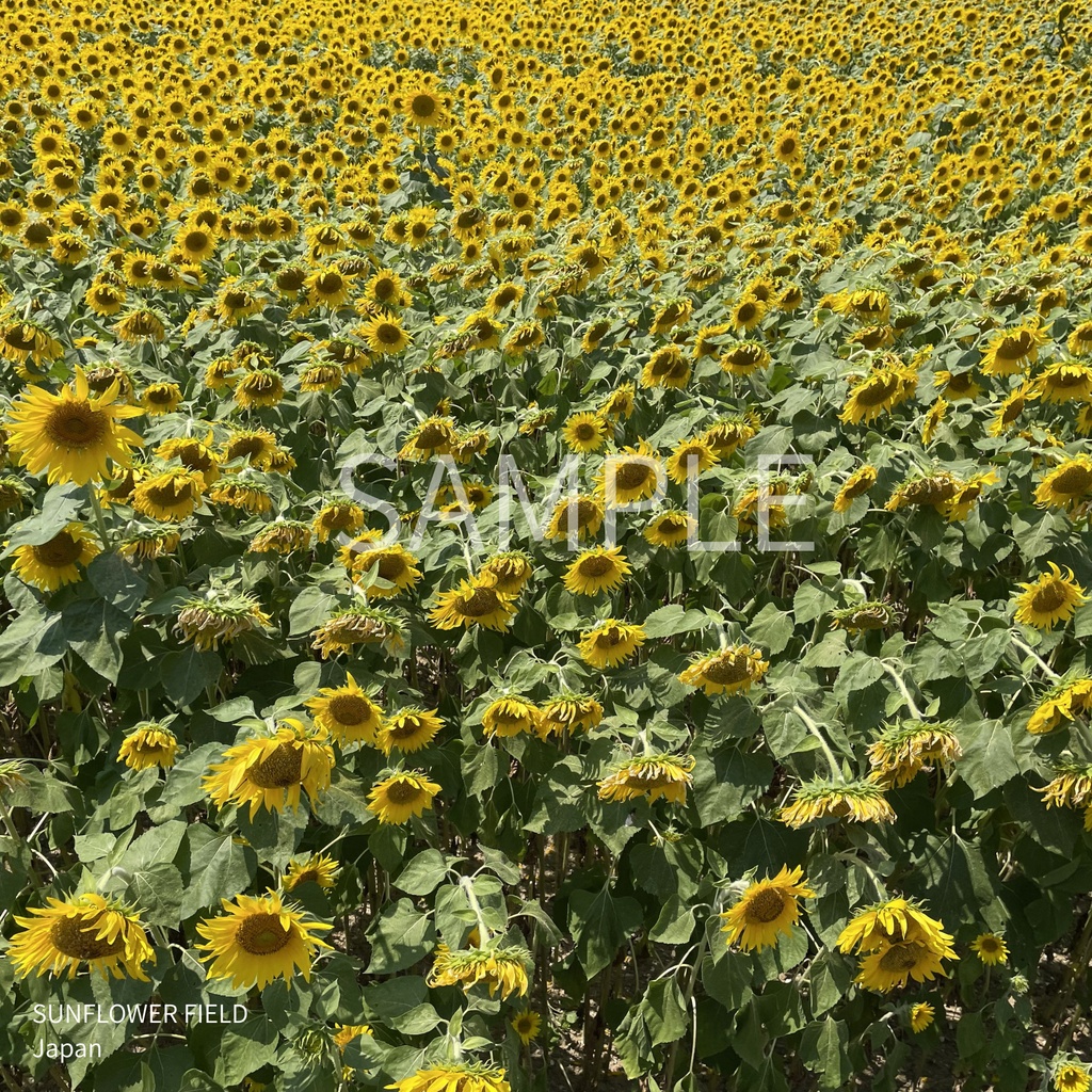 SUNFLOWER FIELD – Japan