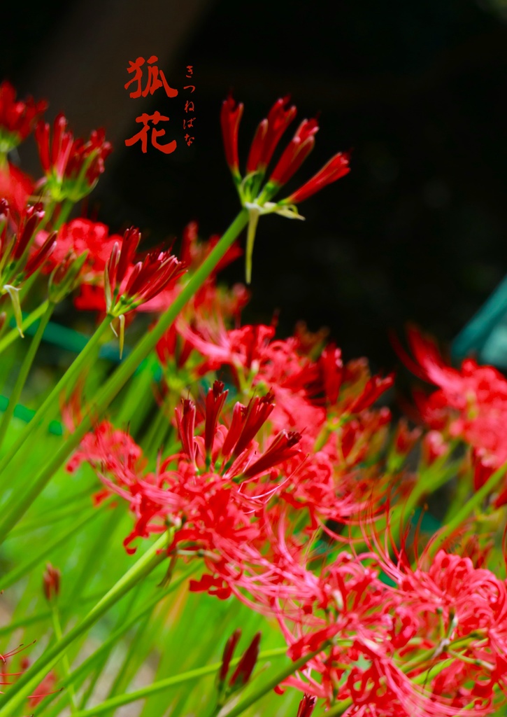狐花