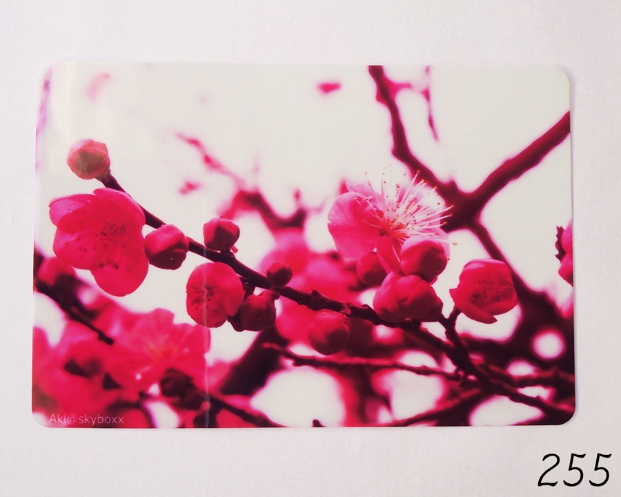 透明写真-tohka- ハガキサイズ