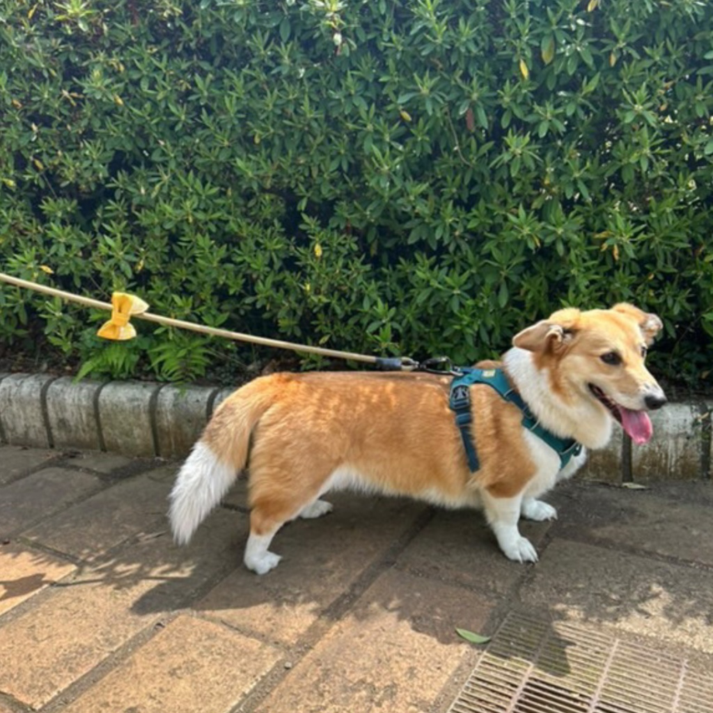 ロウルズさんコラボリボン【第2弾!】☆全6種