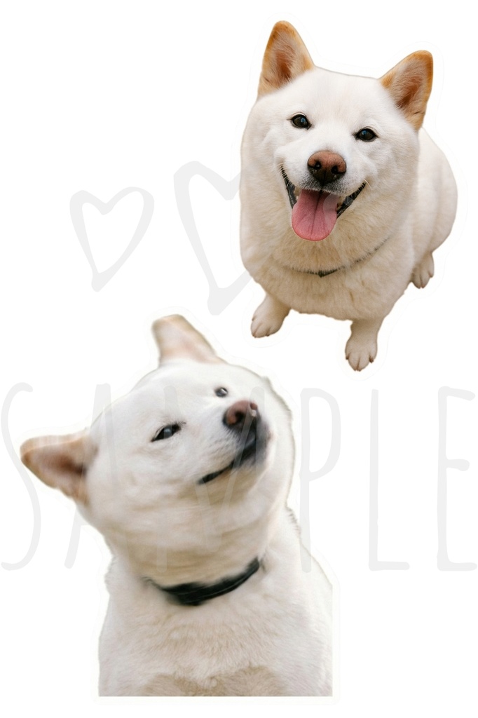 白柴ステッカー|背景透過8点セット