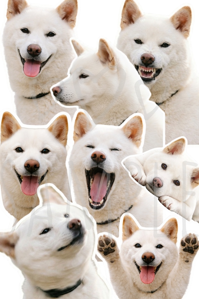 白柴ステッカー｜背景透過8点セット