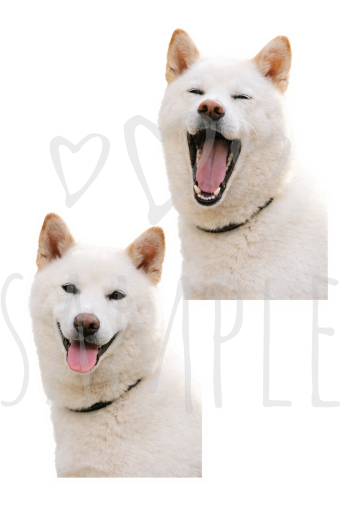 白柴ステッカー|背景透過8点セット