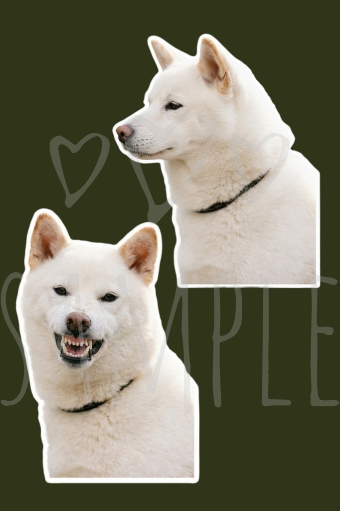 白柴ステッカー|背景透過8点セット