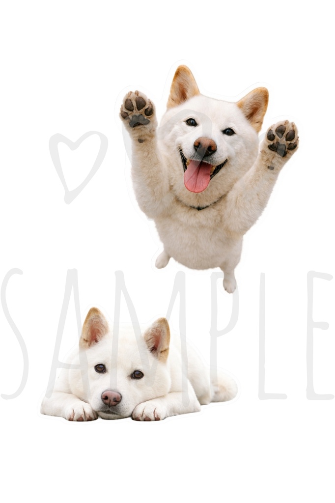 白柴ステッカー|背景透過8点セット