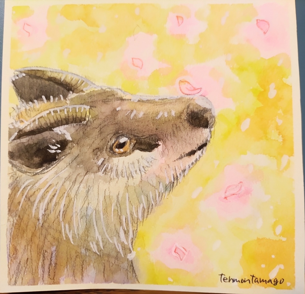 ニホンカモシカのイラスト原画