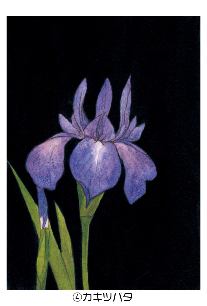 ポストカード005