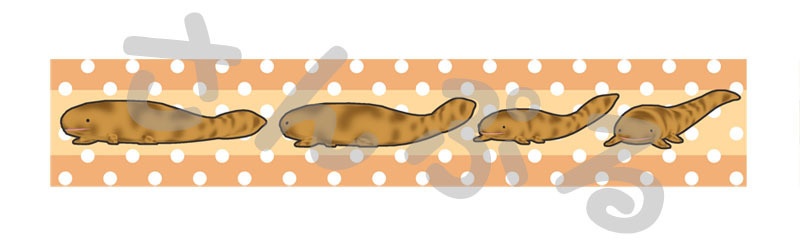 マスキングテープ【オオサンショウウオ】