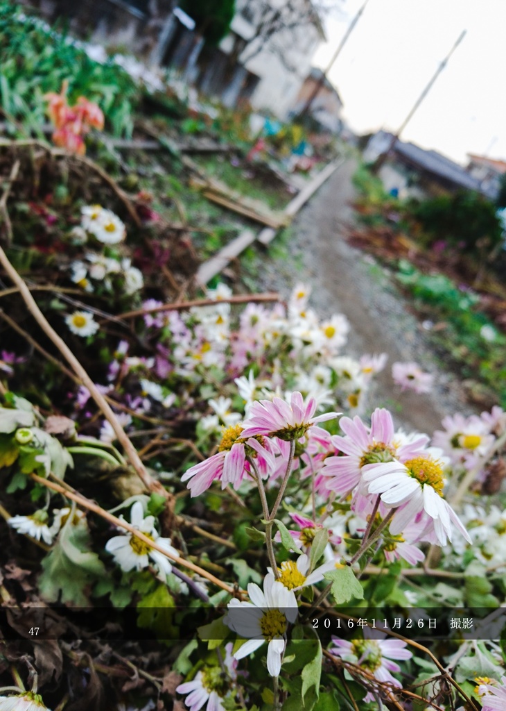 西武安比奈線記録写真集