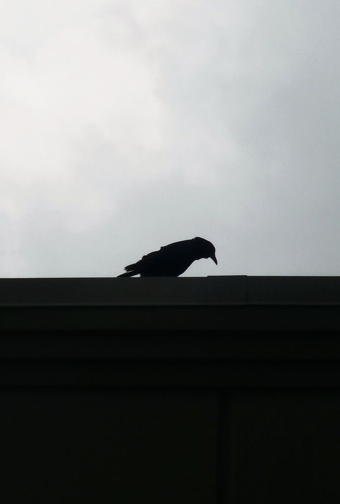 カラスはきいている