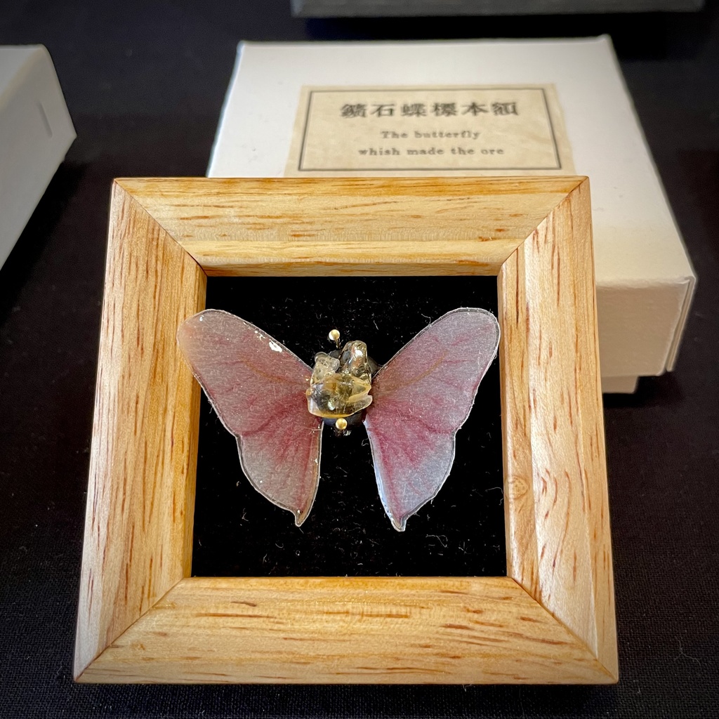 蝶々 標本 蝶標本 チョウ標本 ガラス付き木箱入り - ペット用品