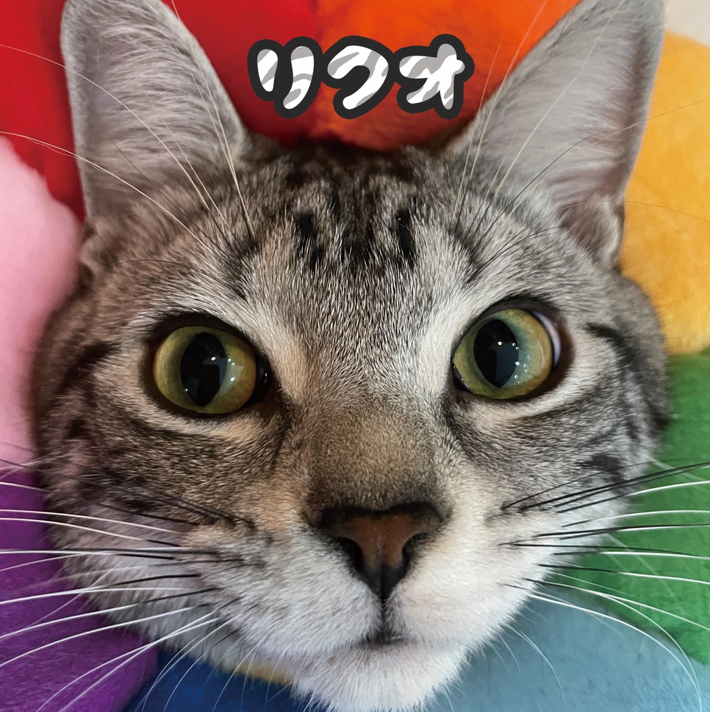 【C101新刊】猫写真集「リクオ」＊チャリティー