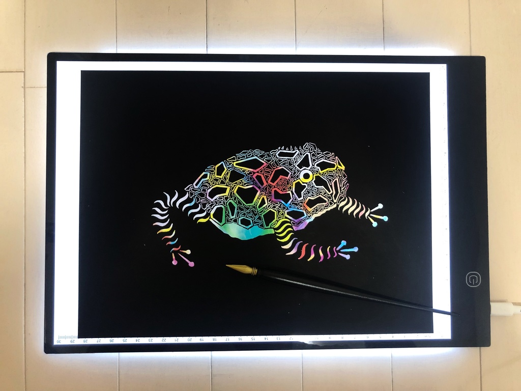 ベルツノガエル