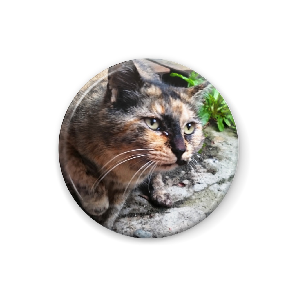 さび猫バッジ