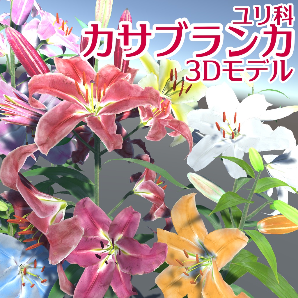 カサブランカ（ユリ科）の花の3Dモデル