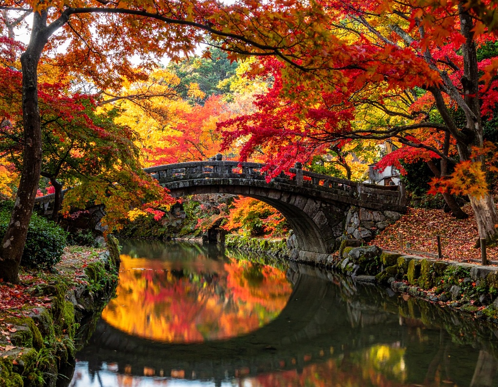 癒やしの秋・森と紅葉の背景素材10枚セット|幻想的な秋の自然|デジタル素材