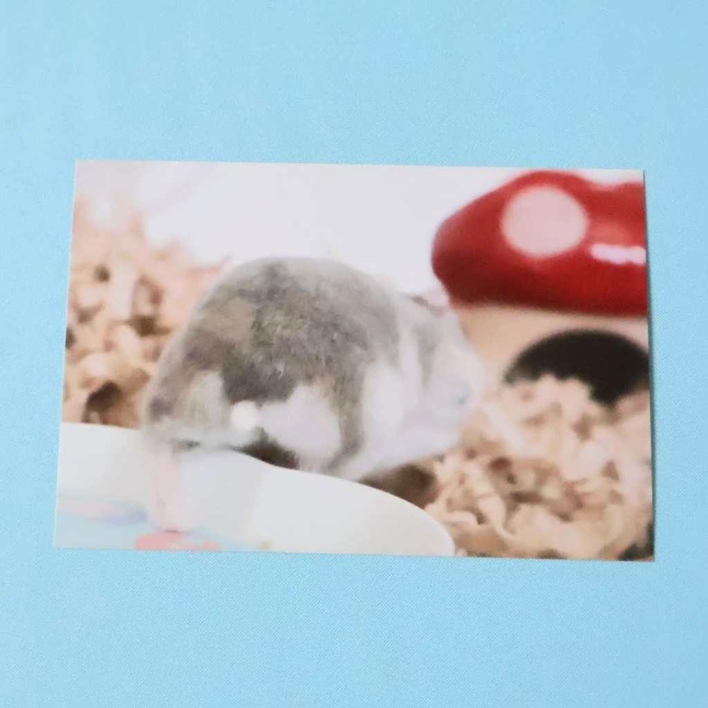 ハムスターのポストカード