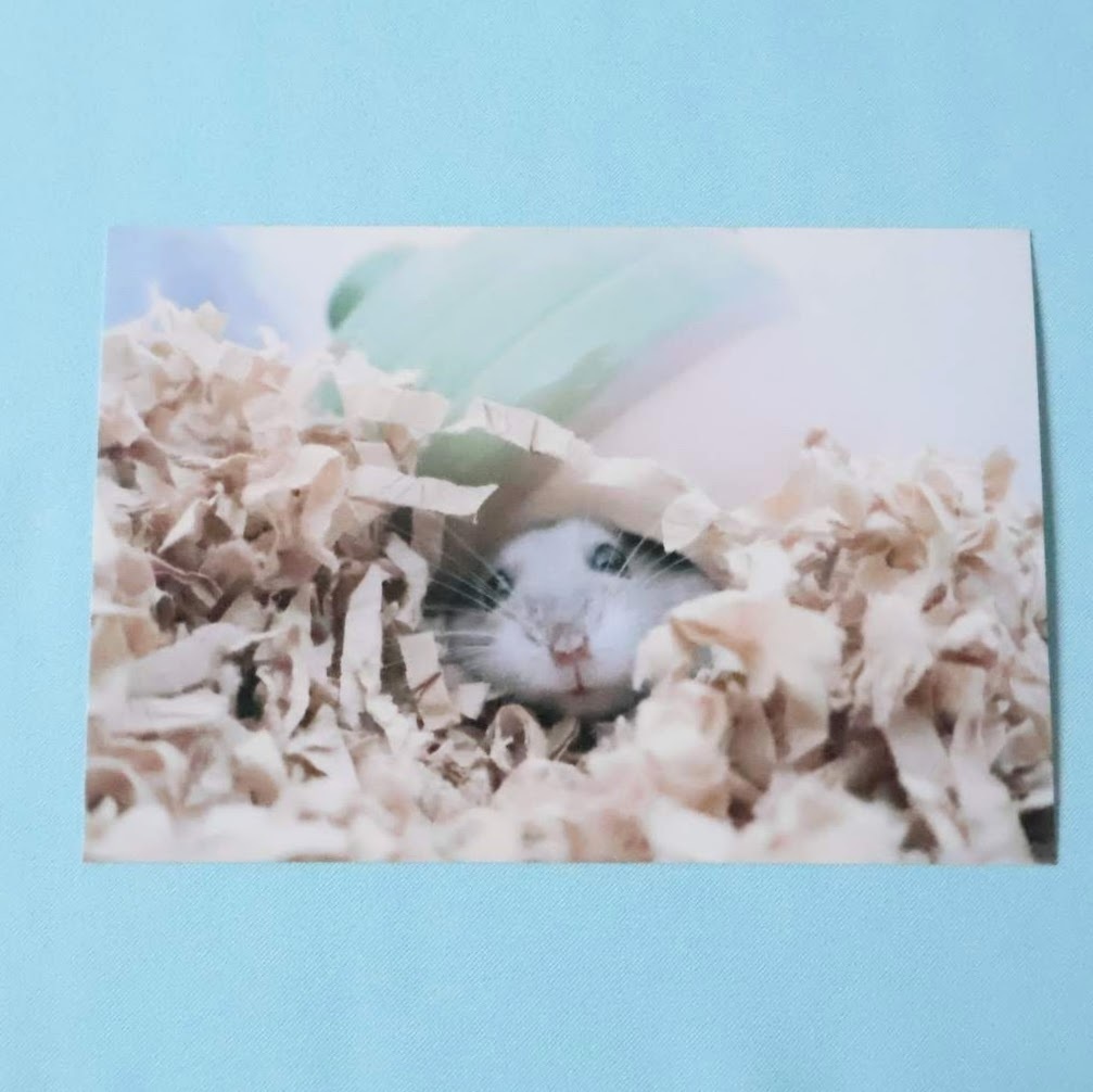 ハムスターのポストカード