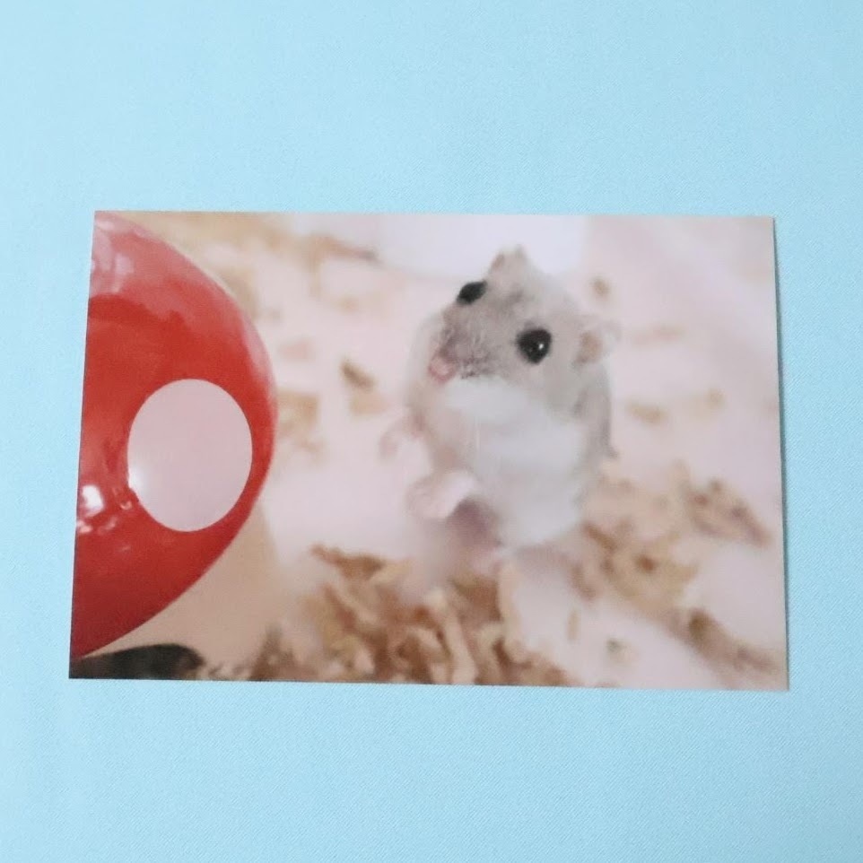 ハムスターのポストカード
