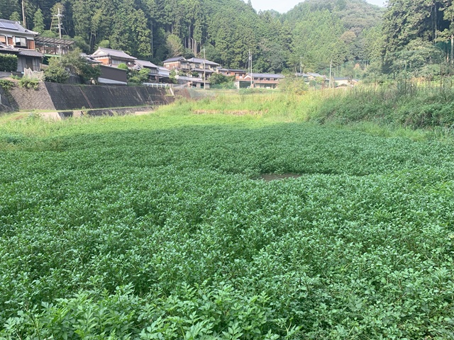 【2026年春期】戸部農場のクレソンと野菜セット【クレソン】