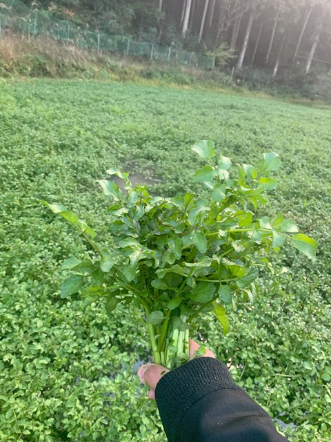 【2026年春期】戸部農場のクレソンと野菜セット【クレソン】