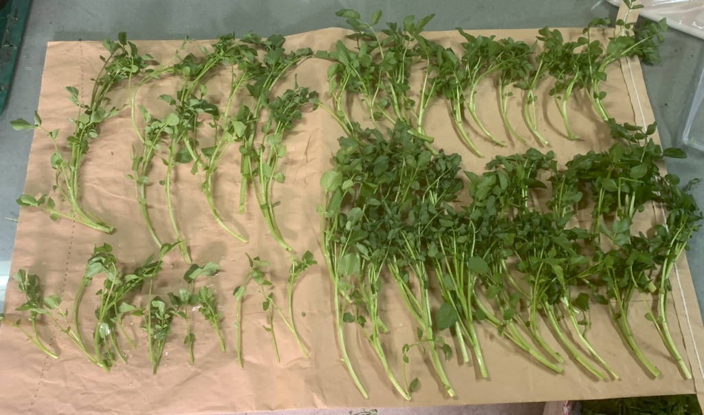 【2026年春期】戸部農場のクレソンと野菜セット【クレソン】