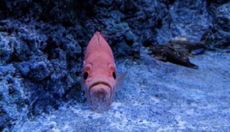 こっち見る魚